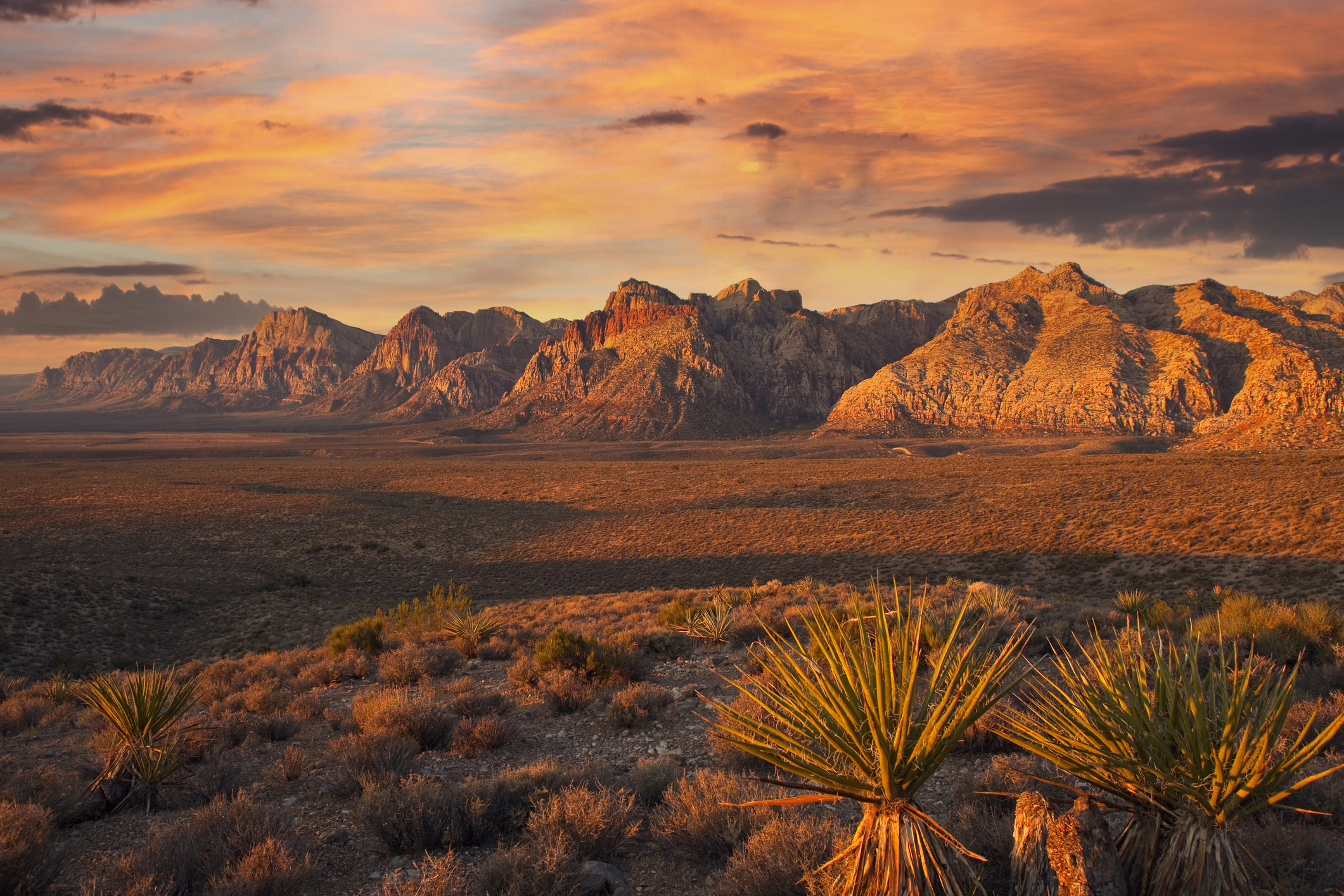 Desert mountains at sunset with yucca in the foreground